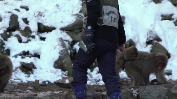 日本长野 2020年2月1日 Jigokudani猴园慢动作职员向游客展示了日本野生雪猴吃野生动物的经历 冬天的雪山 — 图库视频影像