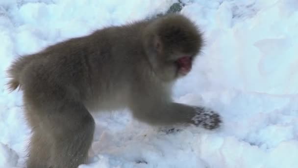 Zpomalený Pohyb Sněhové Opice Japonský Makak Červené Tváře Portrét Studeném — Stock video