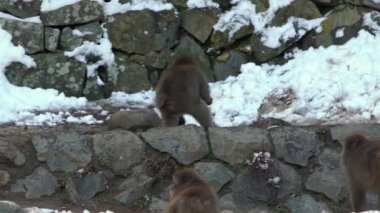 Ağır çekim. Jigokudani Maymun Parkı ziyaretçilere vahşi Japon kar maymunlarını vahşi doğada görme deneyimi sunuyor. Kış mevsiminde Makak 'ın karlı dağı.