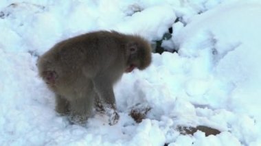Ağır çekim. Jigokudani Maymun Parkı ziyaretçilere vahşi Japon kar maymunlarını vahşi doğada görme deneyimi sunuyor. Kış mevsiminde Makak 'ın karlı dağı.