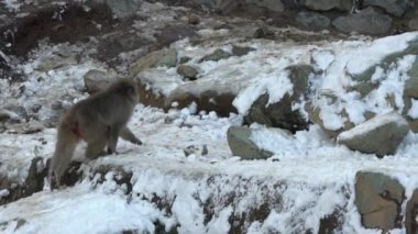 Kar maymunu Japon makosunun soğuk karla kaplı kırmızı portresi. Nagano 'nun doğal bir dağındaki Macaca fuscata. Doğa habitatındaki hayvan, Hokkaido, Japonya.