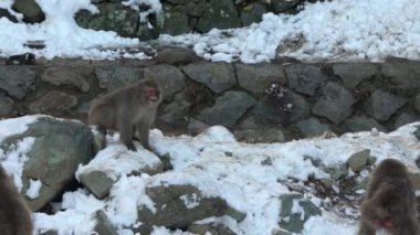 Ağır çekim. Jigokudani Maymun Parkı ziyaretçilere vahşi Japon kar maymunlarını vahşi doğada görme deneyimi sunuyor. Kış mevsiminde Makak 'ın karlı dağı.