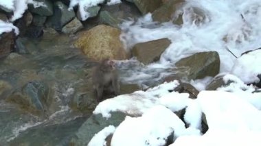 Japonya 'nın Nagano kentindeki Karlı Dağ' ın doğal nehrinin yanındaki ünlü kar maymunları. Japon Makaklar kış mevsiminde deniz kenarında otururlar. Macaca fuscata-Dan