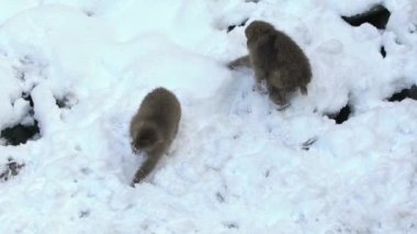 Kar maymunu Japon makosunun soğuk karla kaplı kırmızı portresi. Nagano 'nun doğal bir dağındaki Macaca fuscata. Doğa habitatındaki hayvan, Hokkaido, Japonya.