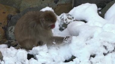 Zor zamanlarda soğuk karda buzla birlikte vahşi maymunun yavaş hareket etmesi. Nagano 'nun doğa dağındaki kar maymunu. Japonya 'dan Macaca fuscata