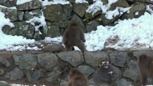 Sakta Backarna Jigokudani Monkey Park Erbjuder Besökarna Upplevelse Att Vilda — Stockvideo