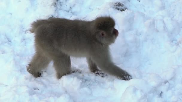 Slow Motion Japanska Snöapa Makak Jigokudani Park Vintern Säsongen Japan — Stockvideo