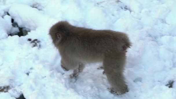 Zpomalení Pohybu Divoké Opice Studeném Sněhu Ledem Těžkých Časech Sněhová — Stock video