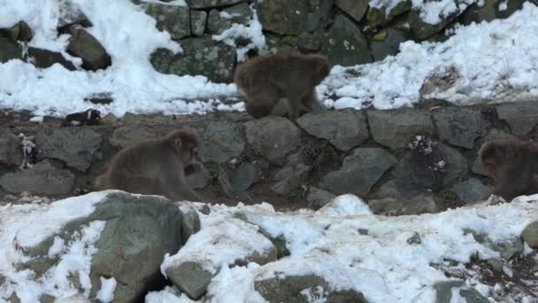 Zpomalení Pohybu Japonských Sněžných Opic Makak Jigokudani Park Zimní Sezóně — Stock video