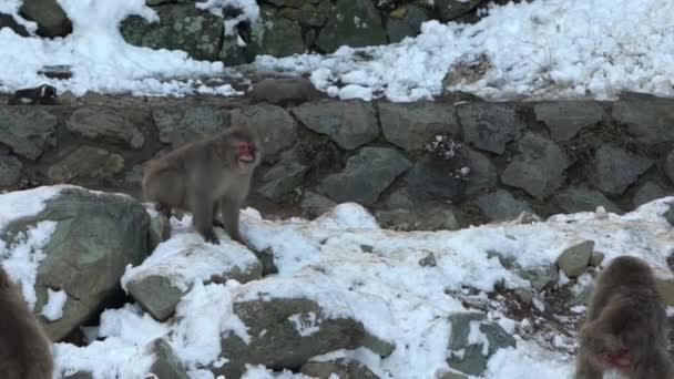 Ağır Çekim Jigokudani Maymun Parkı Ziyaretçilere Vahşi Japon Kar Maymunlarını — Stok video