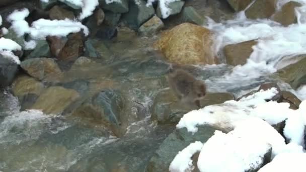 冬の間に川を渡るためにジャンプする野生の猿 雪の猿は長野の雪の山の岩に水の上にジャンプします マカカ フスカタ 日本の自然生息地での動物 Dan — ストック動画