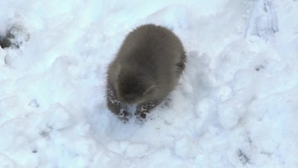 Zpomalení Pohybu Japonských Sněžných Opic Makak Jigokudani Park Zimní Sezóně — Stock video