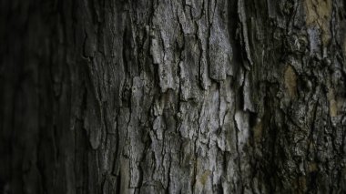 Gündüzleri sonbahar ormanında ağaç kabuğu çatlardı. Güzel, doğal ahşap bir arka plan. Ayrıntılı koyu kahverengi bir ağaç tonu