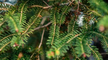 İspanyol köknar ağacı dalları. Çam ağacının dalları. Kış tatili modunda tüylü Abies pinsapo. Noel 'den yapılmış yaratıcı bir düzen. Xmas doğa duvar kağıdı konsepti. Endülüs, İspanya.