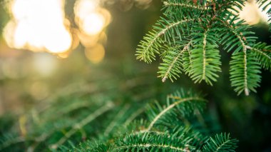 İspanyol köknar ağacı dalları. Çam ağacının dalları. Kış tatili modunda tüylü Abies pinsapo. Noel 'den yapılmış yaratıcı bir düzen. Xmas doğa duvar kağıdı konsepti. Endülüs, İspanya.