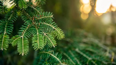 İspanyol köknar ağacı dalları. Çam ağacının dalları. Kış tatili modunda tüylü Abies pinsapo. Noel 'den yapılmış yaratıcı bir düzen. Xmas doğa duvar kağıdı konsepti. Endülüs, İspanya.