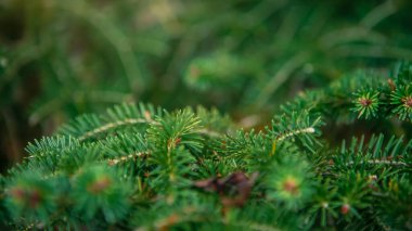 İspanyol köknar ağacı dalları. Çam ağacının dalları. Kış tatili modunda tüylü Abies pinsapo. Noel 'den yapılmış yaratıcı bir düzen. Xmas doğa duvar kağıdı konsepti. Endülüs, İspanya.