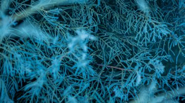 Mavi ardıç otu sürünme arka planı. Yatay çalılığın dalları kapansın. Juniperus Yatay Bahçecilik için popüler bir süs. Doğa duvar kağıdı kavramından yapılmış yaratıcı bir düzen.