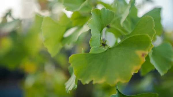Close up of Ginkgo Biloba green leaves. Fresh and vibrant leave of Yin Xing tree. Natural foliage background. The maidenhair tree native to China has various uses in traditional medicine.
