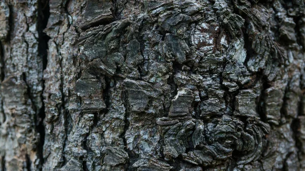 秋天森林里的老树干树皮裂开了 漂亮的天然木制纹理背景 深褐色的树木的细腻色调 — 图库照片