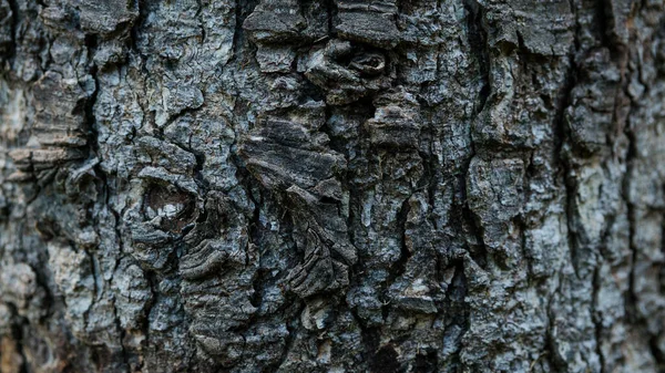 Corteza Agrietada Del Tronco Viejo Bosque Otoño Por Día Hermoso — Foto de Stock