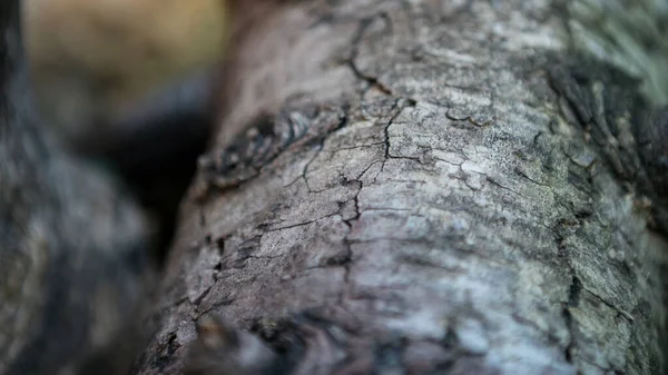 Corteza Agrietada Del Tronco Viejo Bosque Otoño Por Día Hermoso — Foto de Stock