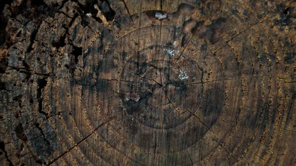 Piękne Naturalne Stare Drewniane Drzewo Ścięte Powierzchni Szczegółowe Ciepłe Ciemnobrązowe — Zdjęcie stockowe