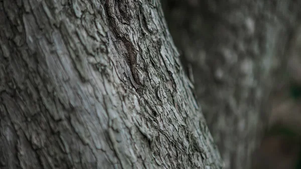 Gebarsten Schors Van Oude Stamboom Het Herfstbos Dag Prachtige Natuurlijke — Stockfoto