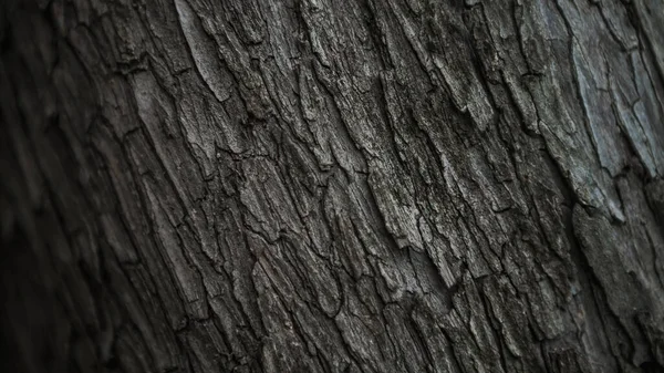 Corteccia Screpolata Del Vecchio Albero Del Tronco Nella Foresta Autunnale — Foto Stock