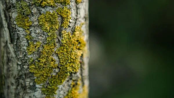 Corteccia Screpolata Del Giovane Albero Ginkgo Biloba Ricoperto Muschio Verde — Foto Stock