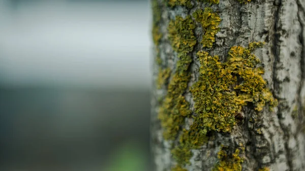 Casca Rachada Jovem Árvore Ginkgo Biloba Coberta Com Musgo Verde — Fotografia de Stock
