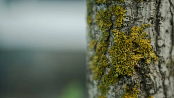 Corteccia Screpolata Del Giovane Albero Ginkgo Biloba Ricoperto Muschio Verde — Foto Stock