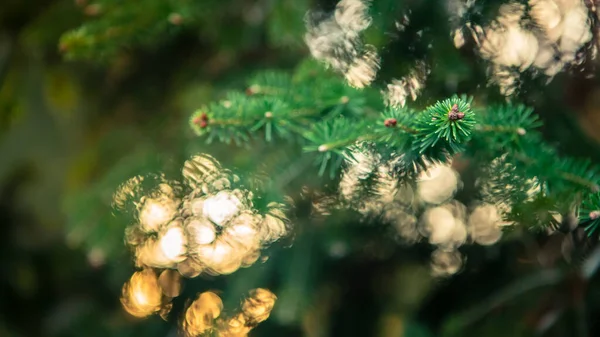 Spanish fir tree branches background. Branch close up of pine tree. Fluffy Abies pinsapo in winter holidays mood. Creative layout made of Christmas. Xmas nature wallpaper concept. Andalusia, Spain.