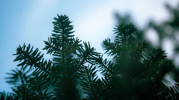 Spanish fir tree branches background. Branch close up of pine tree. Fluffy Abies pinsapo in winter holidays mood. Creative layout made of Christmas. Xmas nature wallpaper concept. Andalusia, Spain.