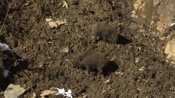 Lento Movimiento Jabalíes Bosque Invierno Japón Jabalí Salvaje Japonés Busca — Vídeo de stock