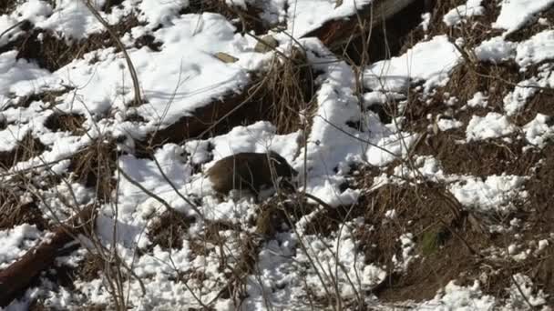 Movimento Lento Javalis Floresta Inverno Japão Javali Selvagem Japonês Procura — Vídeo de Stock