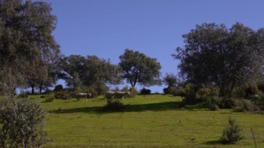 Endülüs, İspanya 'nın meşe ağaçları yakınlarındaki otlaklarda otlayan beyaz koyun sürüsü. Baharın güneşli bir gününde çimlerde otlayan İspanyol kuzusu.