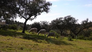 Endülüs, İspanya 'nın meşe ağaçları yakınlarındaki otlaklarda otlayan beyaz koyun sürüsü. Baharın güneşli bir gününde çimlerde otlayan İspanyol kuzusu.