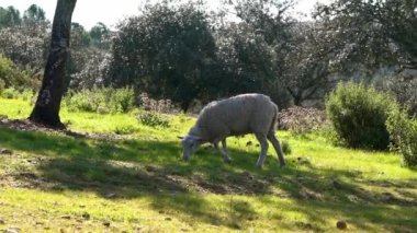 Endülüs, İspanya 'nın meşe ağaçları yakınlarındaki otlaklarda otlayan beyaz koyun sürüsü. Baharın güneşli bir gününde çimlerde otlayan İspanyol kuzusu.