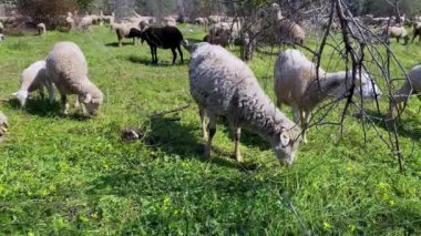 Endülüs, İspanya 'daki zeytin ağaçlarının yakınındaki otlaklarda otlayan bir grup beyaz koyun. Baharın güneşli bir gününde çimlerde otlayan İspanyol kuzusu.