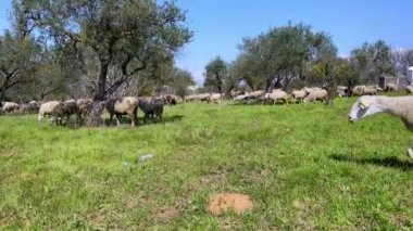 Endülüs, İspanya 'daki zeytin ağaçlarının yakınındaki otlaklarda otlayan bir grup beyaz koyun. Baharın güneşli bir gününde çimlerde otlayan İspanyol kuzusu.