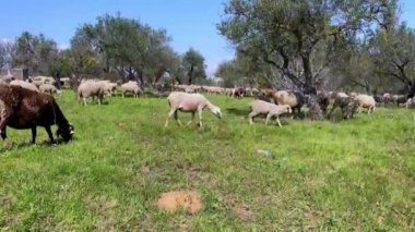 Endülüs, İspanya 'daki zeytin ağaçlarının yakınındaki otlaklarda otlayan bir grup beyaz koyun. Baharın güneşli bir gününde çimlerde otlayan İspanyol kuzusu.