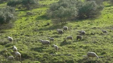 Endülüs, İspanya 'daki zeytin ağaçlarının yakınındaki otlaklarda otlayan sürülerin yavaşlaması. Baharın güneşli bir gününde çimlerde otlayan İspanyol kuzusu.