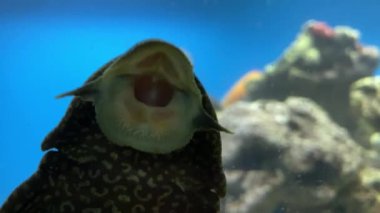 Akvaryum tankındaki benekli, sarı bir pleco 'ya yaklaş. Ezik Yayın Balığı emiyor.
