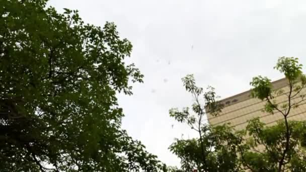 Swarm Mosquitoes Buzzing Nature Annoying Insects Looking Sky Background Mosquitoes — Stock Video