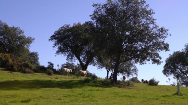Group Herd Grazing White Sheeps Pastures Oak Trees Dehesa Andalusia — Stock Video