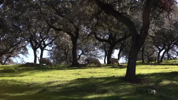 西班牙安达卢西亚 一群放牧的白色羊在靠近橡树的牧场上 西班牙羊羔在春天的一个阳光普照的日子在田野里吃草 — 图库视频影像