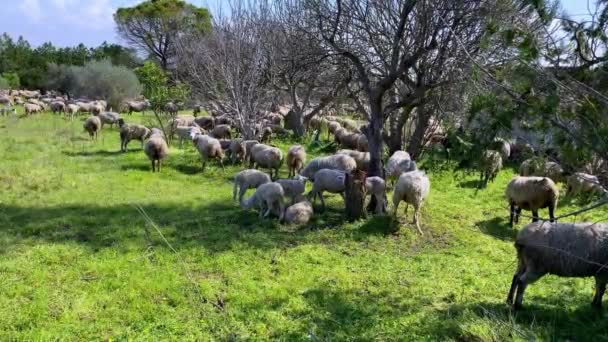 Ομάδα Κοπαδιών Που Βόσκουν Λευκά Πρόβατα Στα Βοσκοτόπια Κοντά Ελαιόδεντρα — Αρχείο Βίντεο