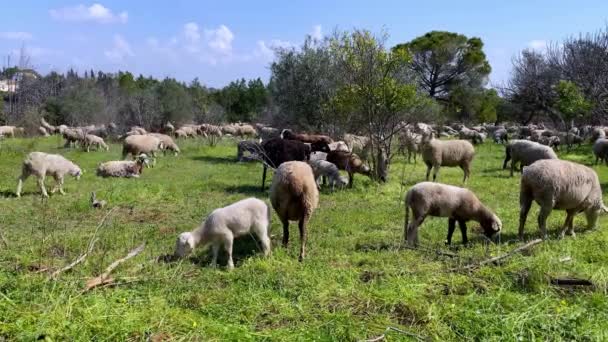 Groupe Moutons Blancs Pâturant Dans Les Pâturages Près Des Oliviers — Video