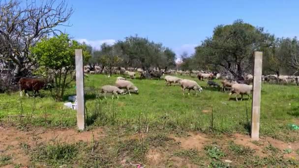 Grupa Stad Pasących Się Białych Owiec Pastwiskach Pobliżu Drzew Oliwnych — Wideo stockowe